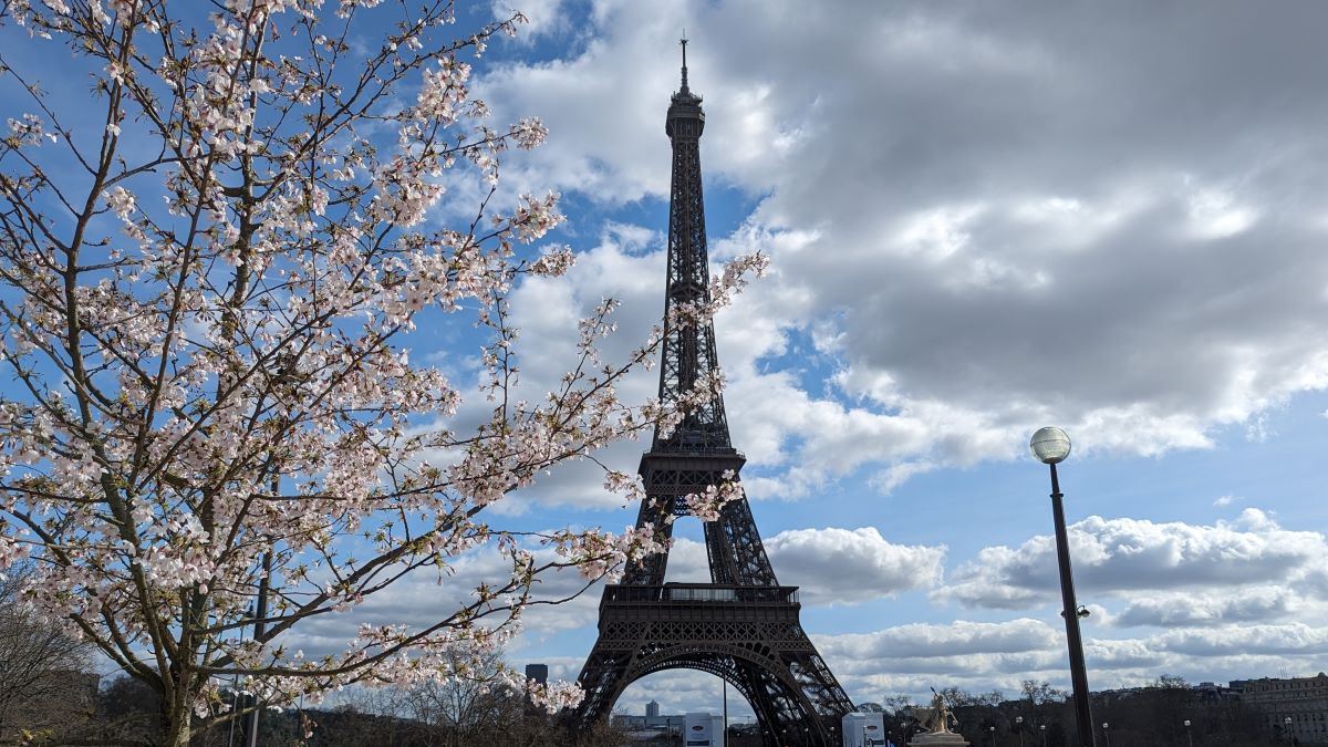 nizipapaparis.com-cherry-blossoms-paris-1200-1