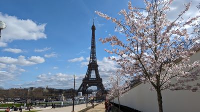 nizipapaparis.com-cherry-blossoms-paris-16-400