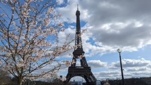 nizipapaparis.com-cherry-blossoms-paris-7-300