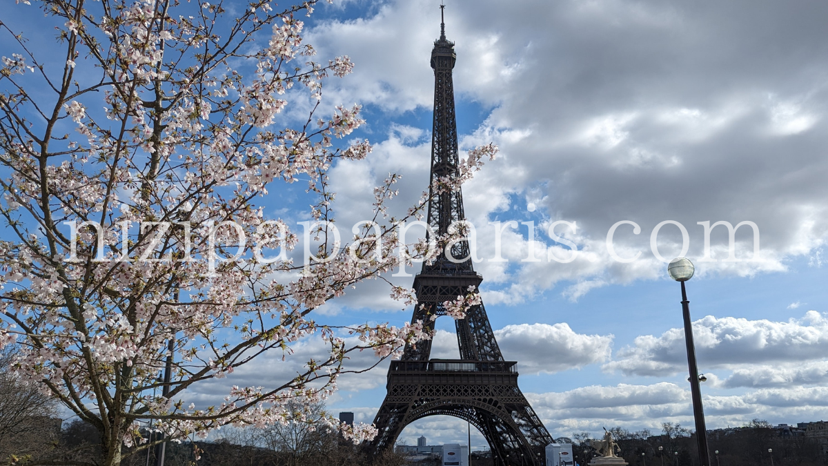 フランス・パリは３月中旬でも桜が開花：エッフェル塔近くで撮影