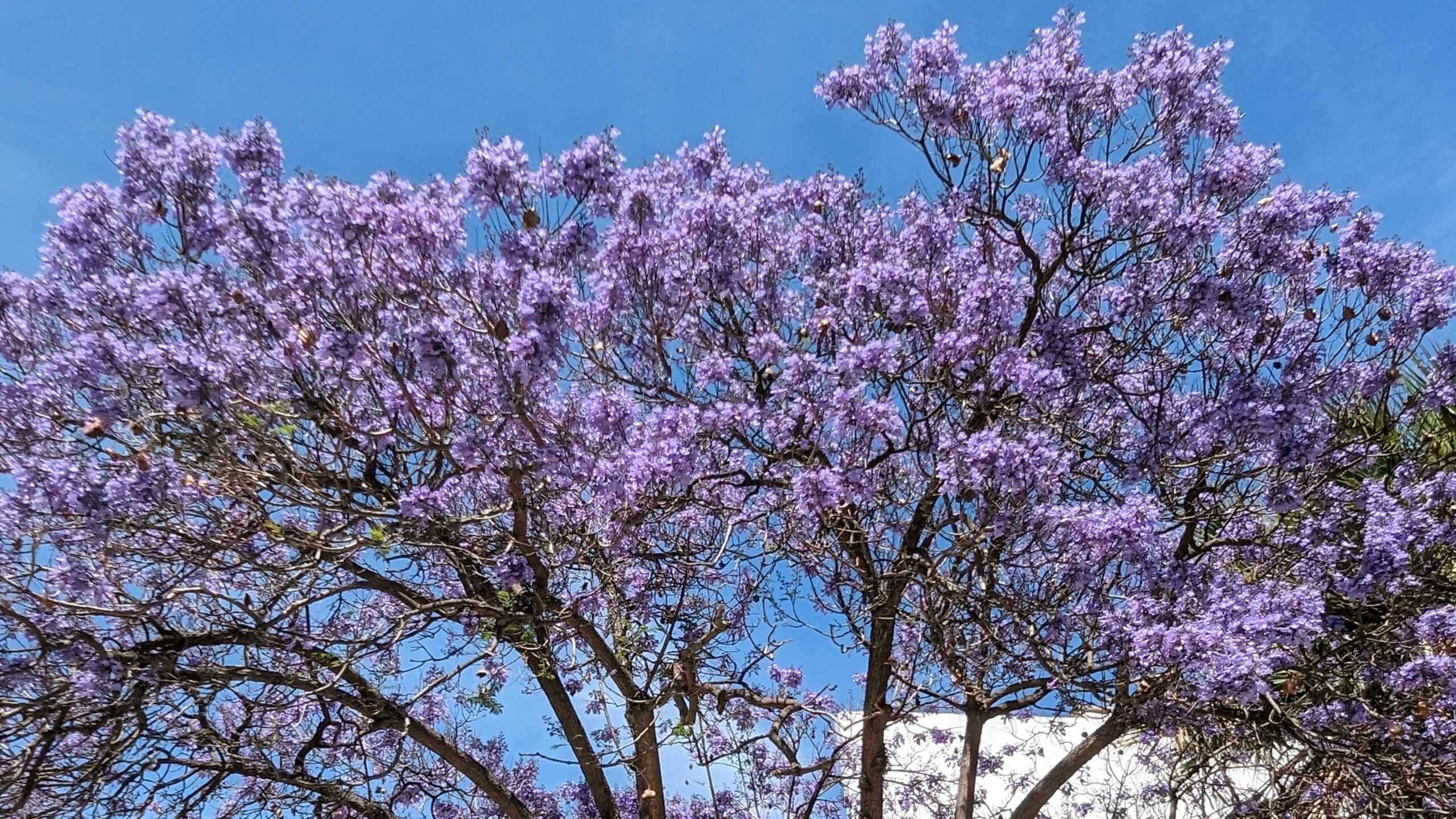 nizipapaparis.com-portugal-trip-day-2-albufeira-Jacaranda