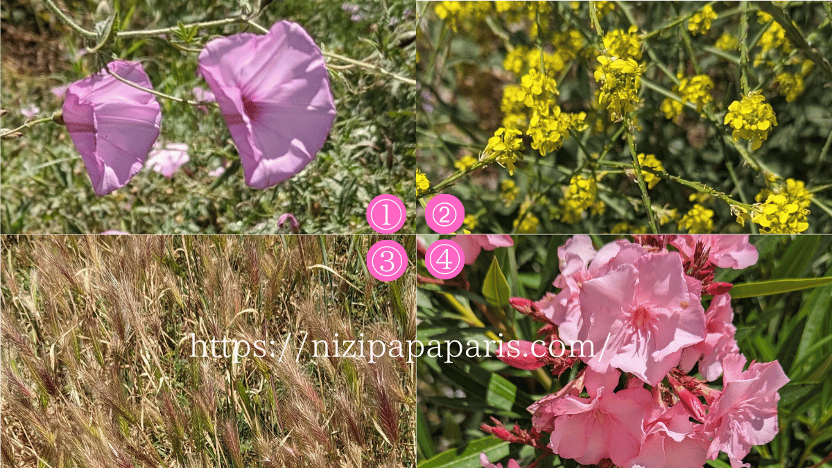 nizipapaparis.com-portugal-trip-day-2-albufeira-flower-1-2