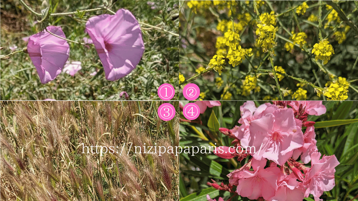 nizipapaparis.com-portugal-trip-day-2-albufeira-flower-1