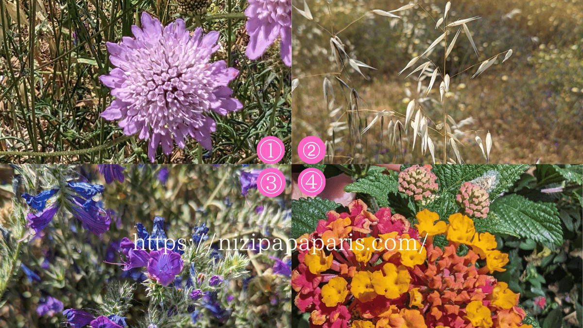 nizipapaparis.com-portugal-trip-day-2-albufeira-flower-2-1