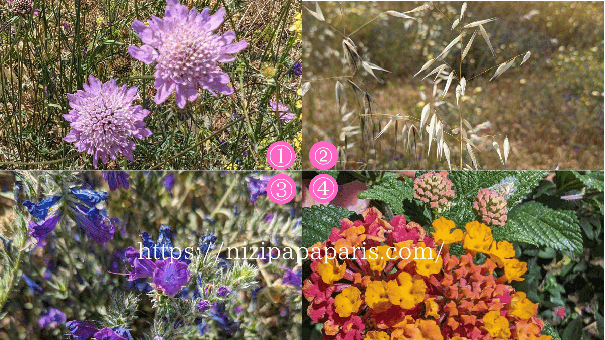 nizipapaparis.com-portugal-trip-day-2-albufeira-flower-2