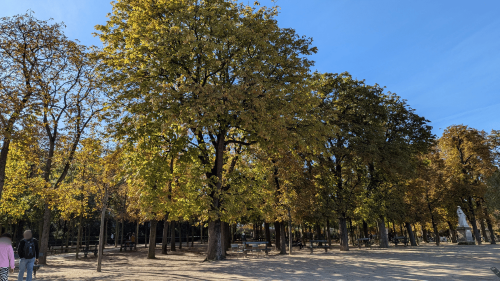 リュクサンブール庭園の葉も黄色くなってきました。