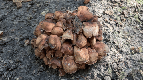 白い手のひらサイズの大きなキノコや、茶色のキノコなどが点在していました。